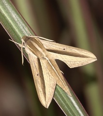Theretra silhetensis