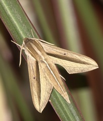 Theretra silhetensis