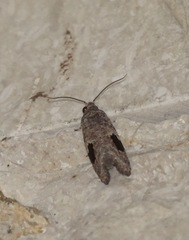 Ophiorrhabda mormopa