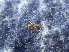 Phrurotimpus borealis