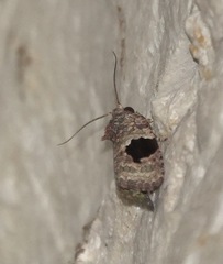 Ophiorrhabda mormopa