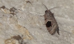 Ophiorrhabda mormopa