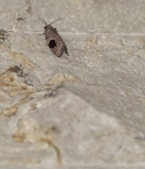 Ophiorrhabda mormopa