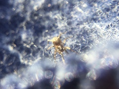 Phrurotimpus borealis