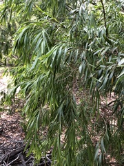 Acacia floribunda