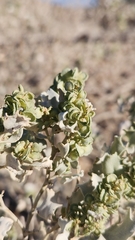 Atriplex hymenelytra