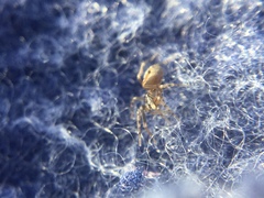 Phrurotimpus borealis