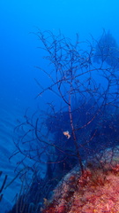 Macrorhynchia clarkei
