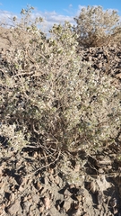 Atriplex hymenelytra