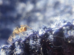 Phrurotimpus borealis