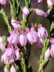 Erica palliiflora