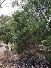 Acacia floribunda