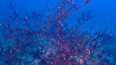 Macrorhynchia clarkei