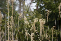 Miscanthus sinensis