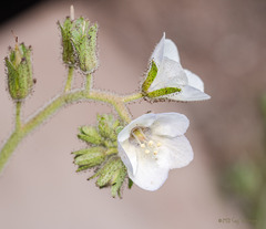 Phacelia viscida
