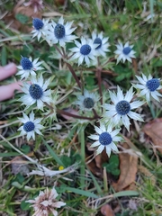 Eryngium carlinae