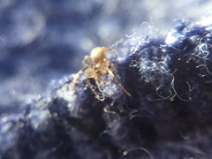 Phrurotimpus borealis