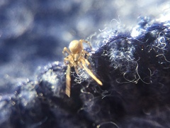 Phrurotimpus borealis