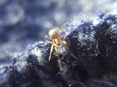 Phrurotimpus borealis