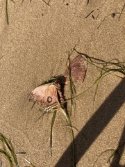 Opodiphthera eucalypti
