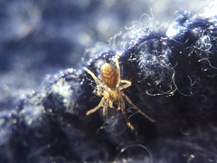 Phrurotimpus borealis