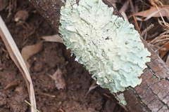 Flavoparmelia caperata