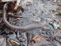 Ambystoma barbouri