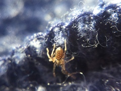 Phrurotimpus borealis