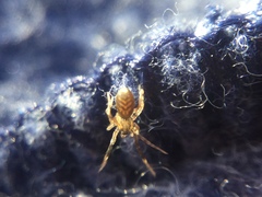 Phrurotimpus borealis