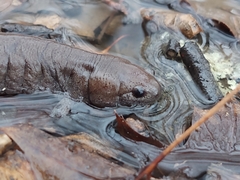 Ambystoma barbouri