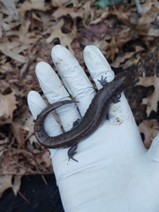 Ambystoma barbouri