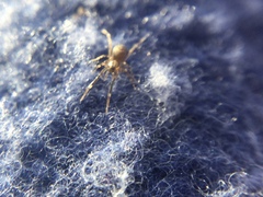 Phrurotimpus borealis