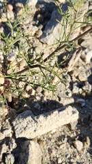 Chaenactis carphoclinia