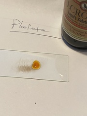 Pholiota lubrica