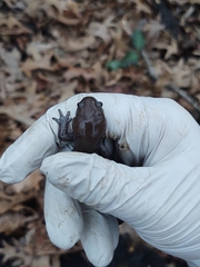 Ambystoma barbouri