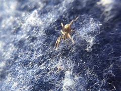 Phrurotimpus borealis