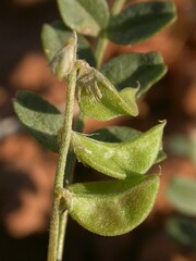 Astragalus geyeri triquetrus