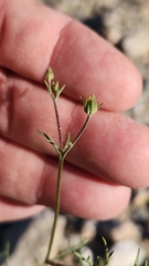 Chaenactis carphoclinia