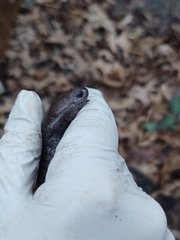 Ambystoma barbouri
