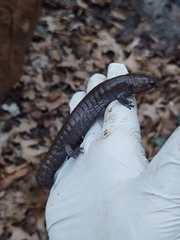 Ambystoma barbouri