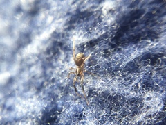 Phrurotimpus borealis