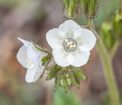 Phacelia viscida