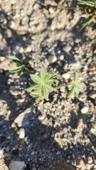 Lupinus arizonicus