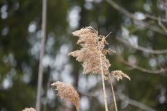 Phragmites australis