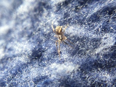 Phrurotimpus borealis