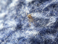 Phrurotimpus borealis