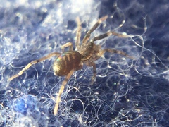 Phrurotimpus borealis