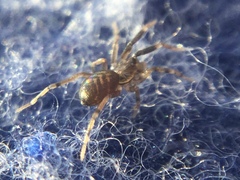 Phrurotimpus borealis