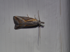 Arotrophora arcuatalis