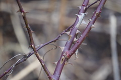 Rosa multiflora